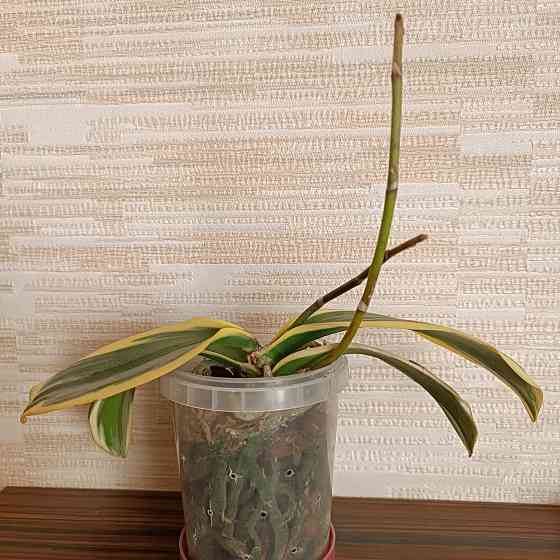 Разделенка орхидея Донецк