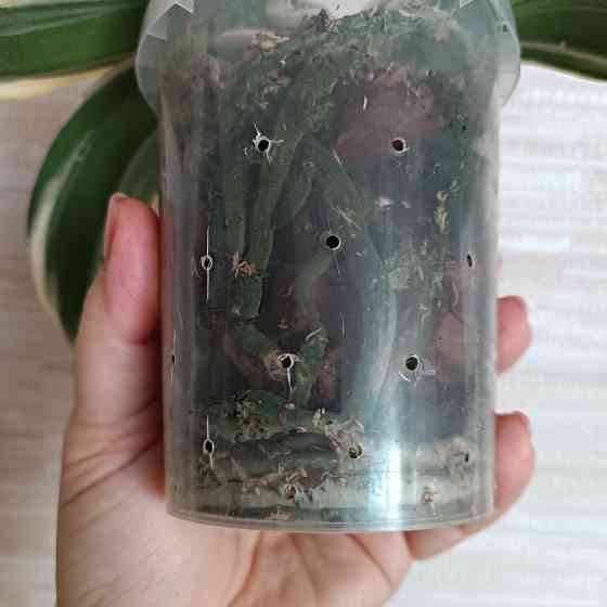 Разделенка орхидея Донецк