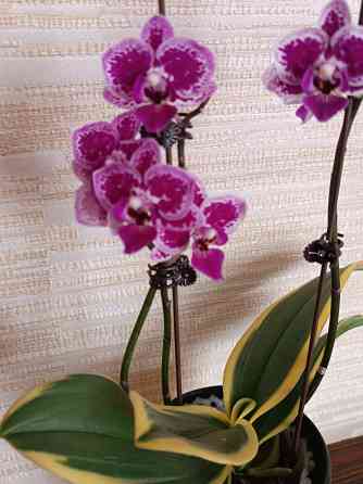 Разделенка орхидея Донецк