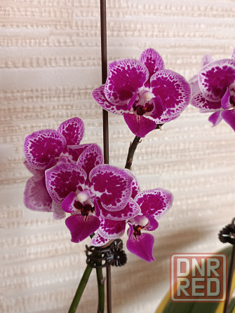 Разделенка орхидея Донецк - изображение 2