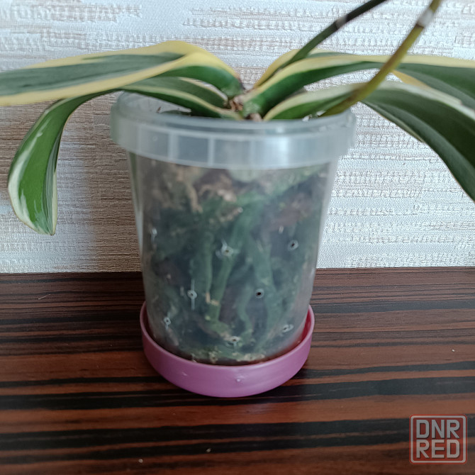 Разделенка орхидея Донецк - изображение 4