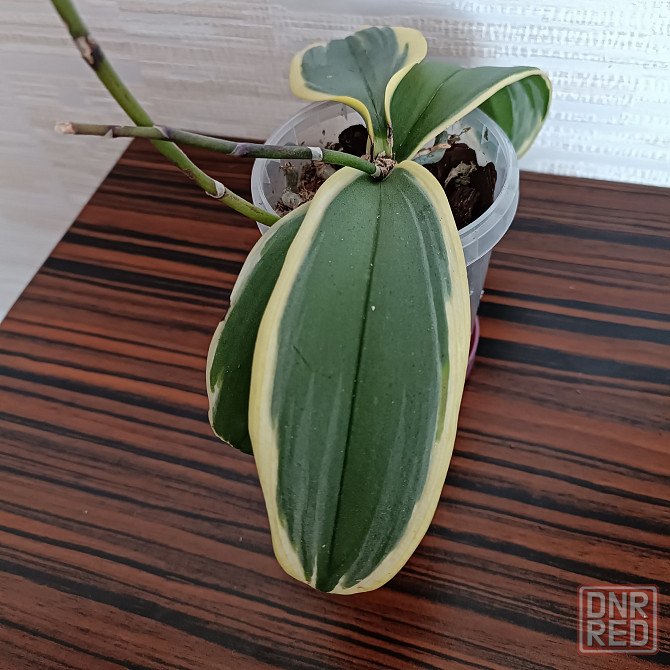 Разделенка орхидея Донецк - изображение 3