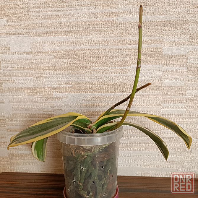 Разделенка орхидея Донецк - изображение 6