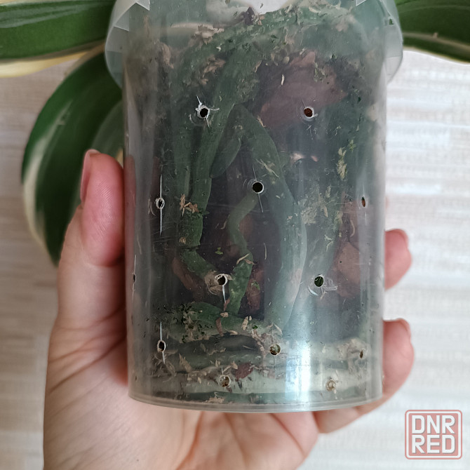 Разделенка орхидея Донецк - изображение 5