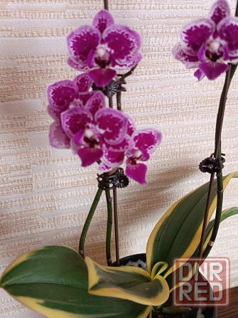Разделенка орхидея Донецк - изображение 1