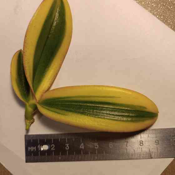 Чиа Енлин детка Донецк