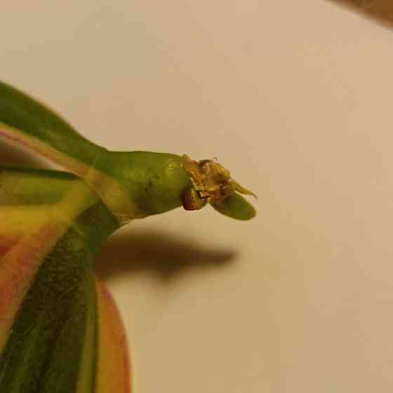 Чиа Енлин детка Донецк