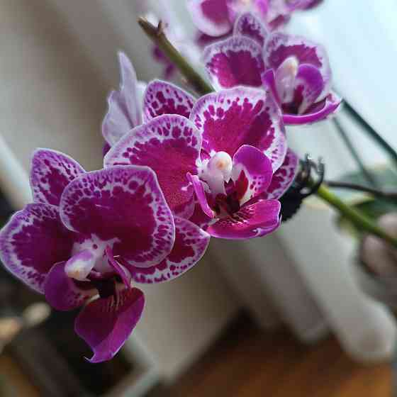 Чиа Енлин детка Донецк