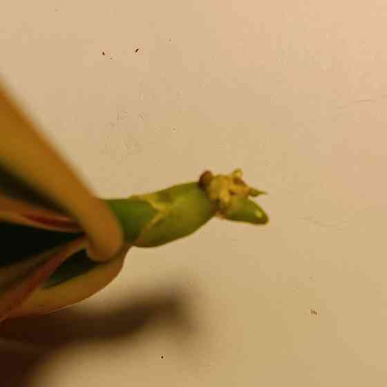 Чиа Енлин детка Донецк