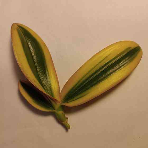 Чиа Енлин детка Донецк