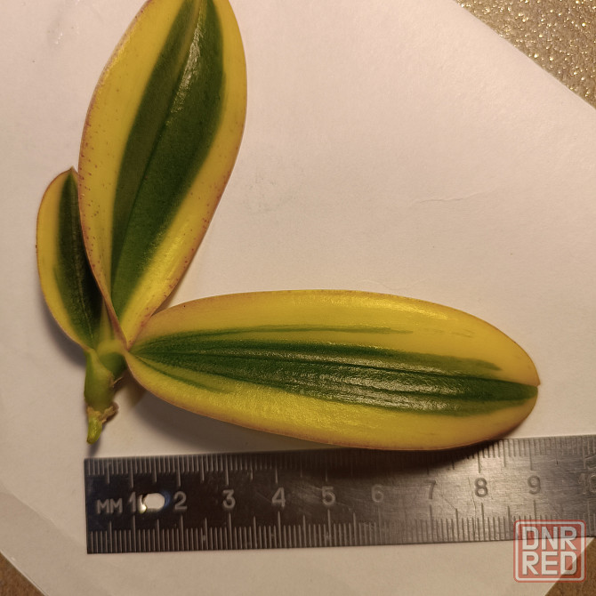 Чиа Енлин детка Донецк - изображение 3