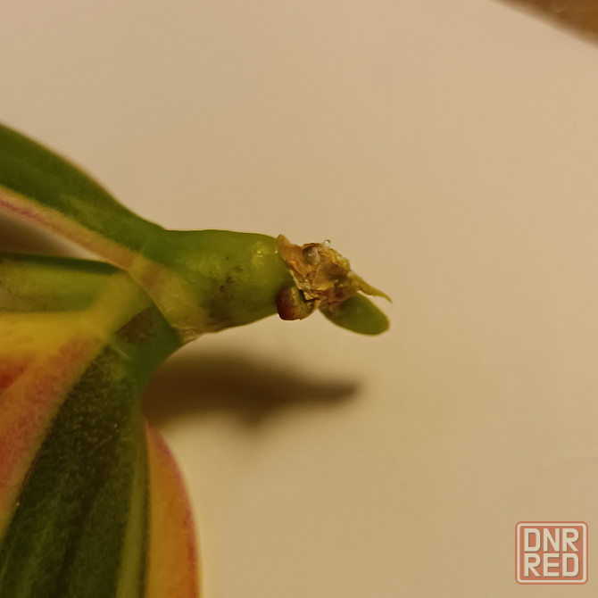 Чиа Енлин детка Донецк - изображение 5