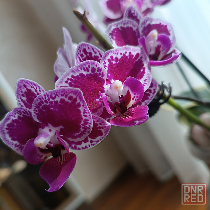 Чиа Енлин детка Донецк - изображение 1