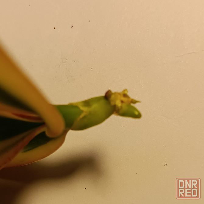 Чиа Енлин детка Донецк - изображение 4