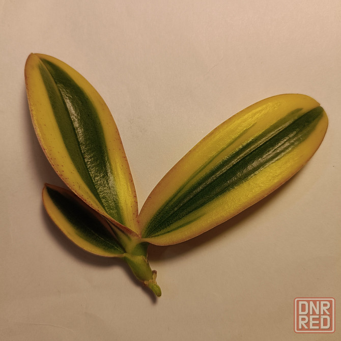 Чиа Енлин детка Донецк - изображение 2