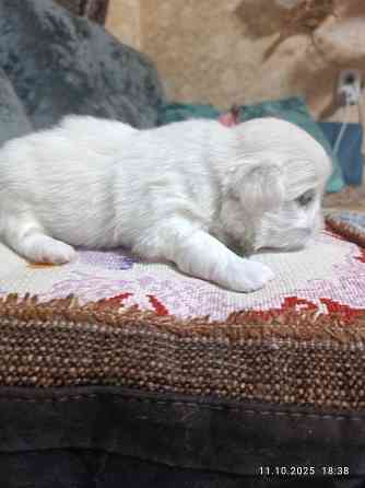 Предлагаю щенков пекинесс Донецк