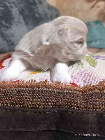 Предлагаю щенков пекинесс Донецк