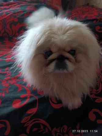 Предлагаю щенков пекинесс Донецк