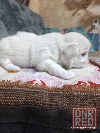 Предлагаю щенков пекинесс Донецк - изображение 3