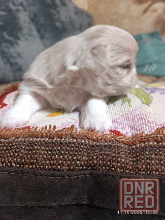 Предлагаю щенков пекинесс Донецк - изображение 2