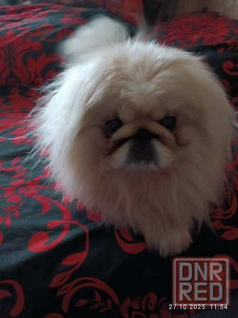 Предлагаю щенков пекинесс Донецк - изображение 1