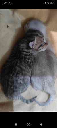 Продам котят Донецк