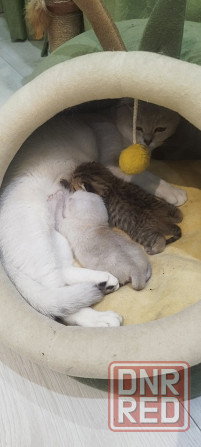 Продам котят Донецк - изображение 1