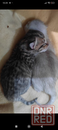 Продам котят Донецк - изображение 2