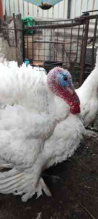 Тушки Индейки Снежное