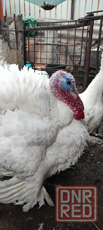 Тушки Индейки Снежное - изображение 1