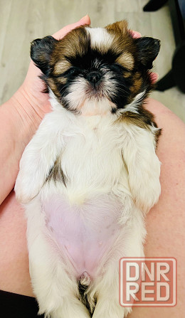 Продажа девочки Ши-тцу! Донецк - изображение 1