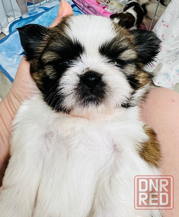 Продажа девочки Ши-тцу! Донецк - изображение 3