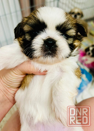 Продажа девочки Ши-тцу! Донецк - изображение 4