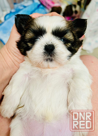 Продажа девочки Ши-тцу! Донецк - изображение 2