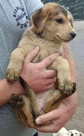 Щенок Донецк