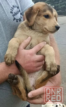 Щенок Донецк - изображение 1