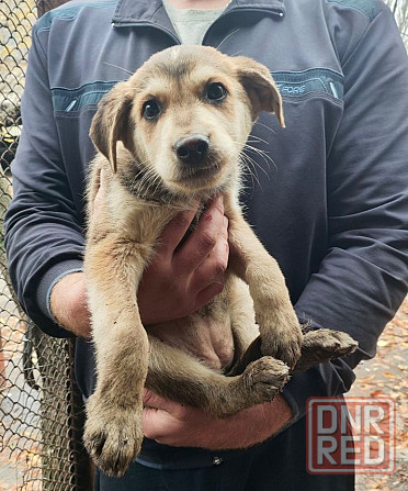 Щенок Донецк - изображение 2