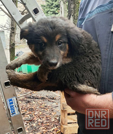 Щенок Донецк - изображение 3