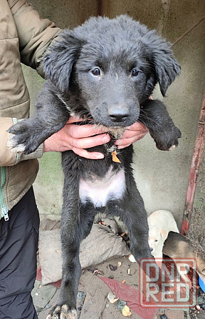 Щенок Донецк - изображение 1