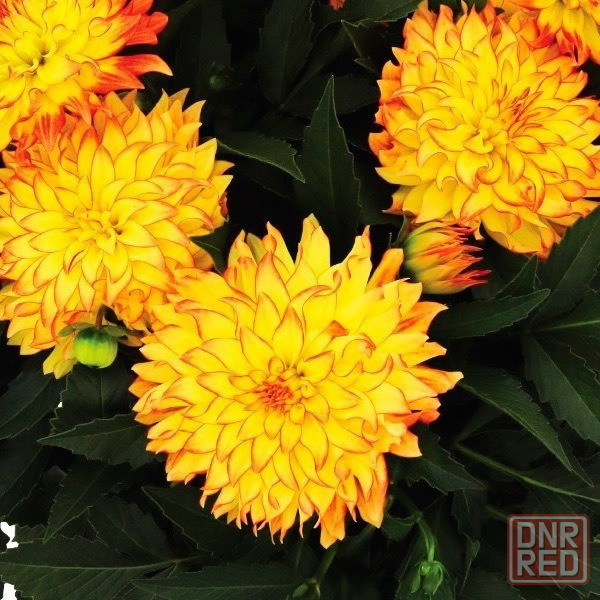 Вегетативные георгины (патио) Донецк - изображение 3