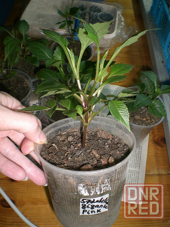 Вегетативные георгины (патио) Донецк - изображение 6