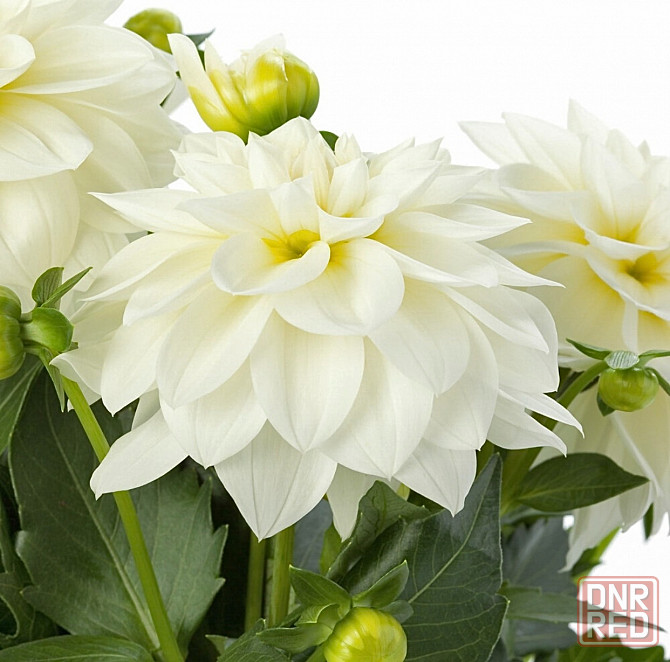 Вегетативные георгины (патио) Донецк - изображение 4