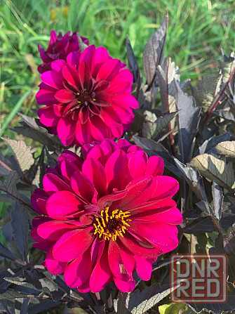 Вегетативные георгины (патио) Донецк - изображение 2