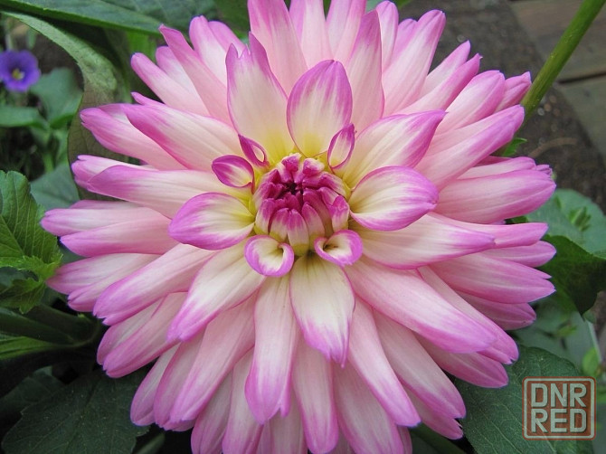 Вегетативные георгины (патио) Донецк - изображение 1