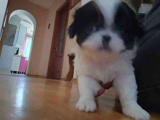 Щенята Японского Хина Девочки и Мальчик Донецк