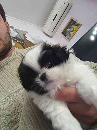 Щенята Японского Хина Девочки и Мальчик Донецк