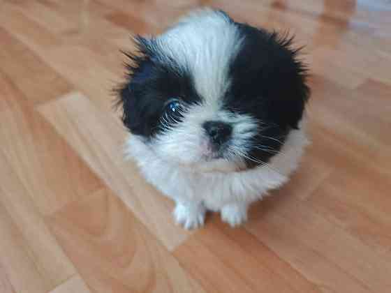 Щенята Японского Хина Девочки и Мальчик Донецк