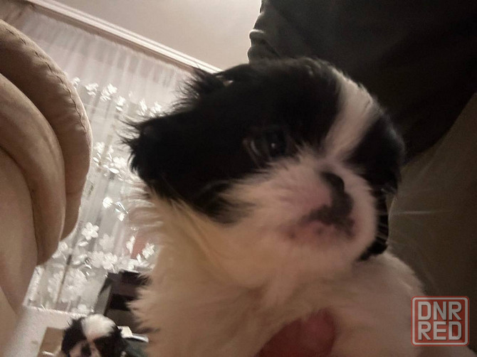 Щенята Японского Хина Девочки и Мальчик Донецк - изображение 2