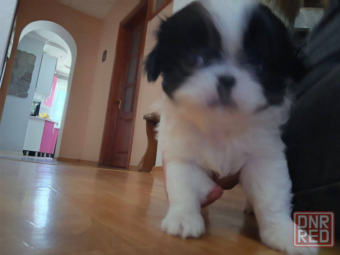 Щенята Японского Хина Девочки и Мальчик Донецк - изображение 5
