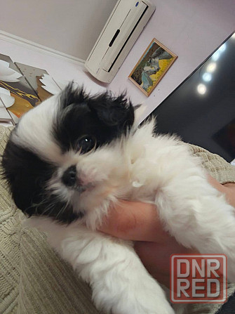 Щенята Японского Хина Девочки и Мальчик Донецк - изображение 1